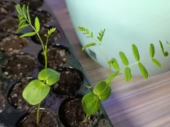 Ростки цезальпинии становятся взрослее