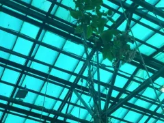 Клеродендрум Томпсона забрался вверх по канату и зацвёл