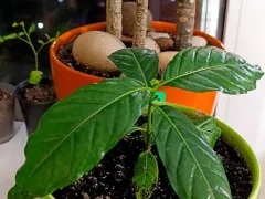 Моринда подросла и уже похожа на деревце