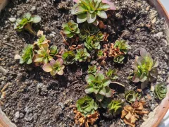 Вербейник из черенка перезимовал в горшке и высажен в открытый грунт.