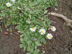 Ромашка почвопокровная