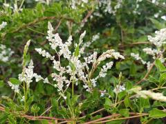 Горец бальджуанский (Polygonum baldschuanicum / Fallopia baldschuanica)