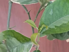 Результат использования микоризы есть.