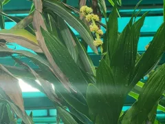 Драцена зацвела в декабре в северной оранжерее