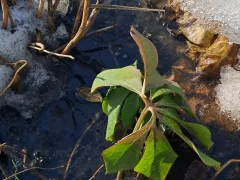 А сейчас немного про морозник.