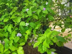 Брунфельсия малоцветковая впервые зацвела после зимней спячки