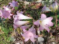 "Голая дама", или амариллис прекрасный