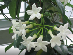 Стефанотис обильноцветущий (Stephanotis floribunda)