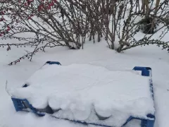 Природная стратификация люпина