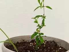 Немножко разочарования, немножко надежды