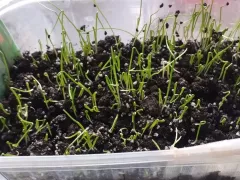 Лук-порей порадовал всходами