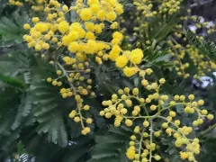 Мимоза, она же серебристая акация