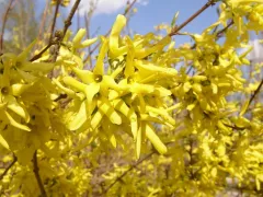 В нашем дворе зацвела форзиция