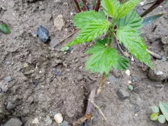 Керрия из кусочка корня дала росток. 