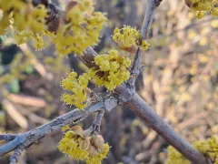 Вот и пришло время цветения у моего кизила.