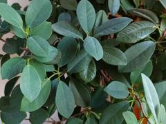 Фикус Формоза (Ficus formosana)