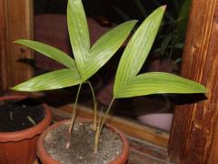 Салак, са-ла, "змеиный фрукт" (Salacca zalacca)