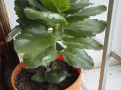 Каланхоэ Блоссфельда (Kalanchoe blossfeldiana)