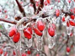 Что делать, когда сад обледенел