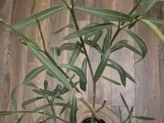 Обрезала куст красного олеандра