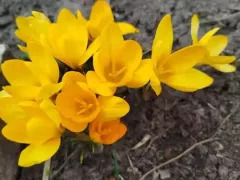 Первые цветы на клумбе у нашего дома