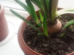 Подрастает маленькая луковичная династия