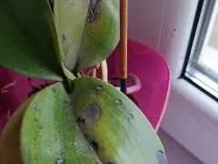 Орхидея заболела