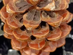 Шишка пинии и ее семена (орешки пиноли) 