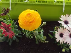 Еще немного красоты на балконе