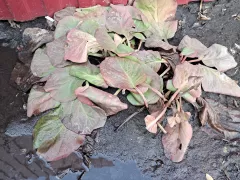 Пробуждает после зимнего сна мой бадан.