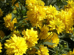 Рудбекия «Золотой шар» (Rudbeckia laciniata 'Goldball')