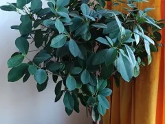 Один из самых красивых фикусов - Формоза