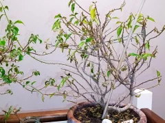 Как по-разному зимуют бугенвиллии