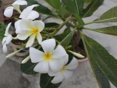 Плюмерия тупая (Сингапурская Плюмерия, лат. Plumeria obtusa) 