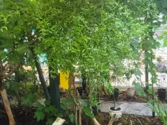 Карликовый гранат начал цвести!