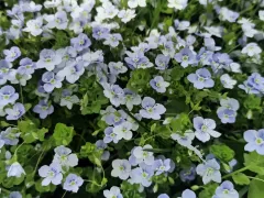 Моя живописная природная клумба