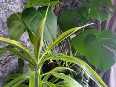 Мои растения-путешественники