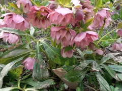 Продолжается цветение морозников