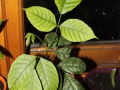 Вечнозеленый плодовый экзот сантол