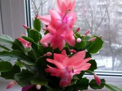 Как отличить "рождественник" от "пасхальника"