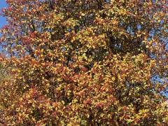 Скандинавская рябина, осенняя красавица