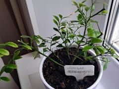 Микроцитрус австралийский пальчиковый лайм.