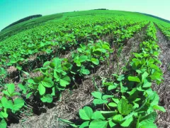 Когда новое - это хорошо забытое старое. Система земледелия Овсинского