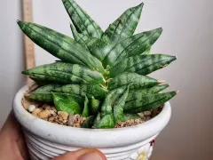 Кошка погрызла сансевиерию