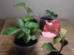 Неожиданный цветок бугенвиллии