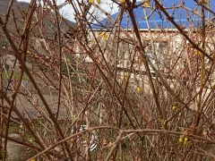 Форзиция, очень беспроблемный и красивый кустаник