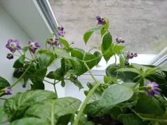 Жду завязи у перчика рококо