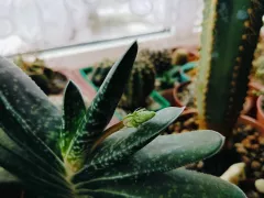 Гастерия выпустила цветонос