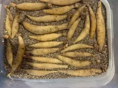 Как я храню посадочный материал зимой