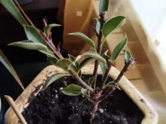 Мой маленький фикус Мелани